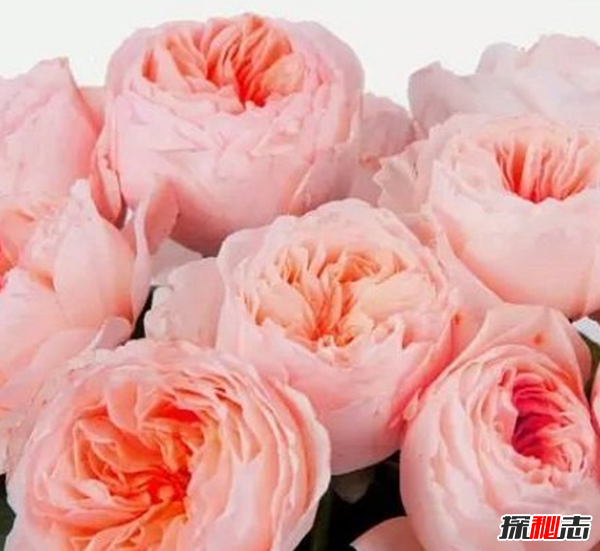 世界上十大最高貴神秘的花,你肯定都沒(méi)聽(tīng)說(shuō)過(guò)(附圖)