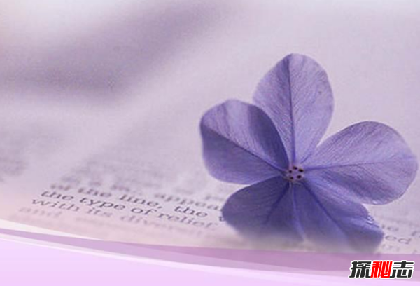 世界上十大最高貴神秘的花,你肯定都沒(méi)聽(tīng)說(shuō)過(guò)(附圖)