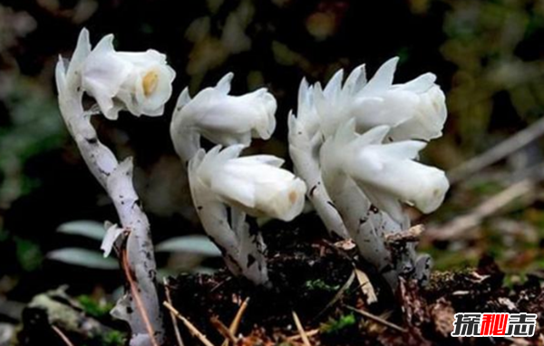 關(guān)于地獄的花有幾種?盤點(diǎn)四大地獄花(附圖片)