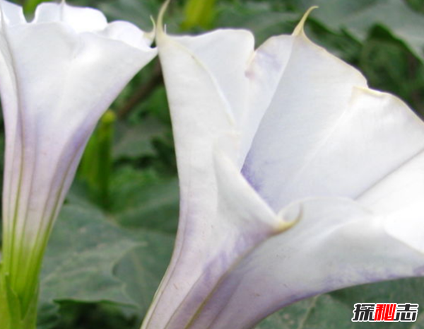 關(guān)于地獄的花有幾種?盤點(diǎn)四大地獄花(附圖片)