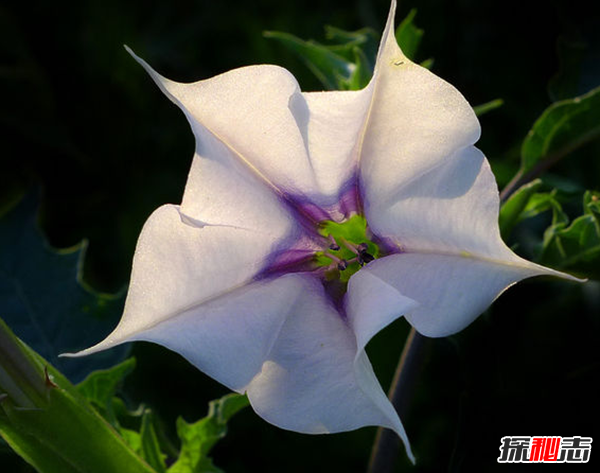 關(guān)于地獄的花有幾種?盤點(diǎn)四大地獄花(附圖片)