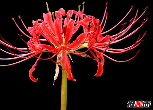 關(guān)于地獄的花有幾種?盤點(diǎn)四大地獄花(附圖片)