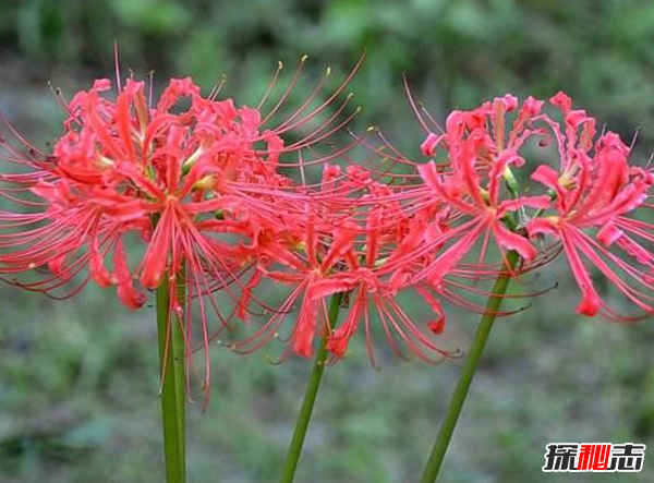 關(guān)于地獄的花有幾種?盤點(diǎn)四大地獄花(附圖片)