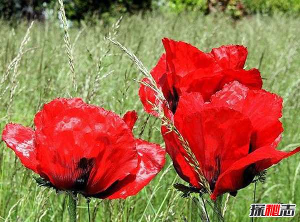 關(guān)于地獄的花有幾種?盤點(diǎn)四大地獄花(附圖片)