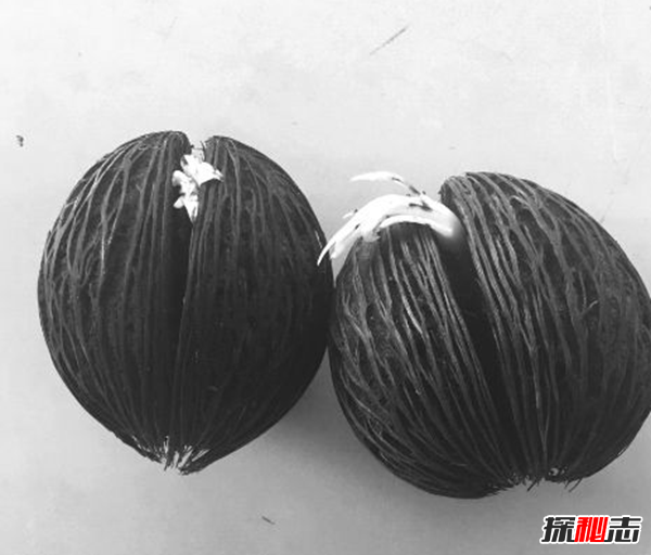 自然界致命植物有哪些?盤點世界十大毒王植物