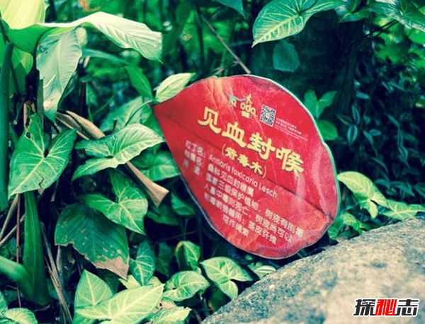 自然界致命植物有哪些?盤點世界十大毒王植物