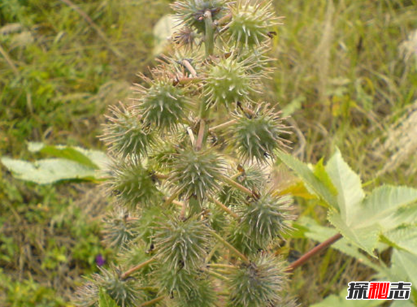 自然界致命植物有哪些?盤點世界十大毒王植物