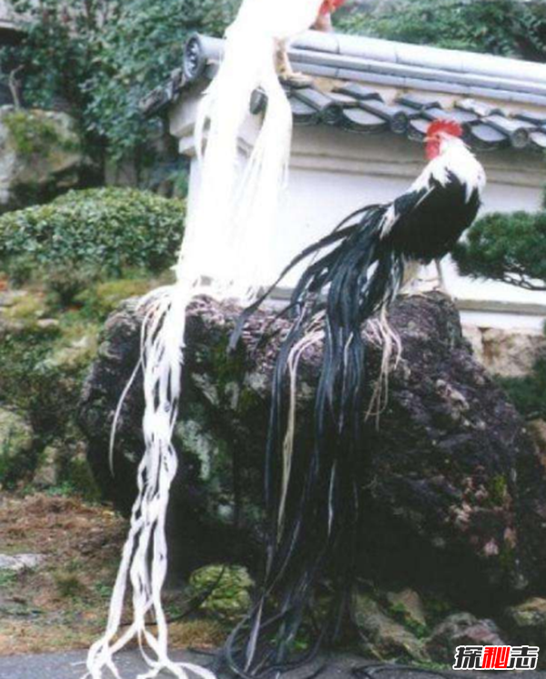 什么雞最大?世界上最大的雞(不會(huì)飛只吃水果)