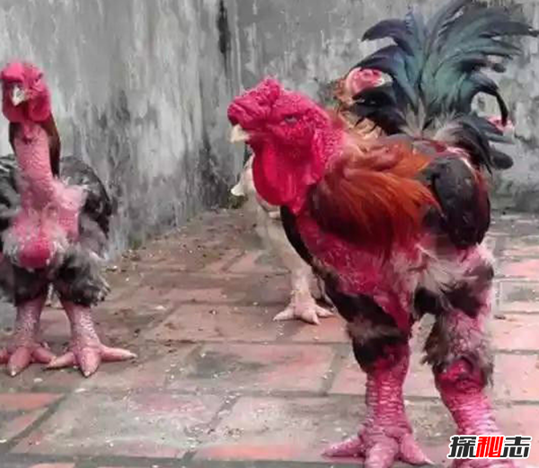 什么雞最大?世界上最大的雞(不會(huì)飛只吃水果)