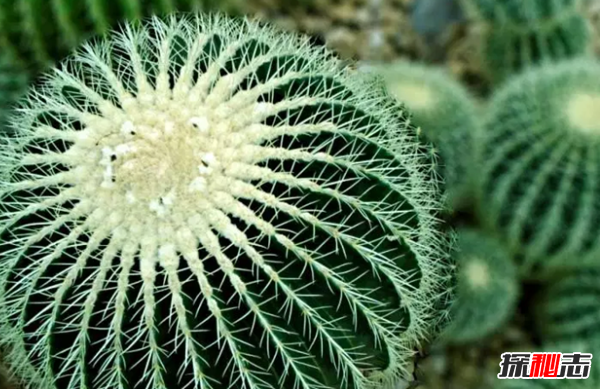 沙漠中最頑強(qiáng)的十大植物,圓桶掌能在地下存活達(dá)6年
