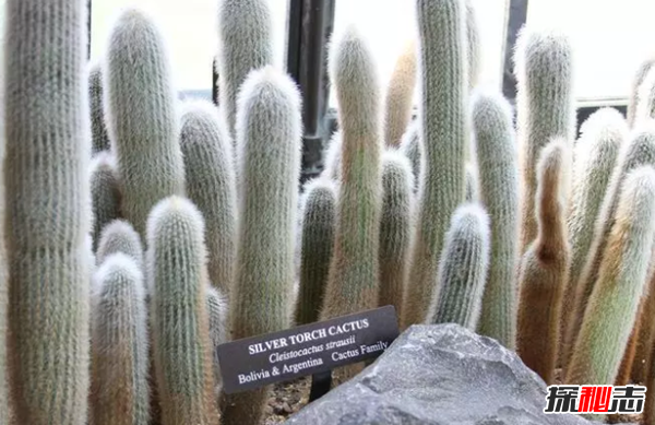 沙漠中最頑強(qiáng)的十大植物,圓桶掌能在地下存活達(dá)6年