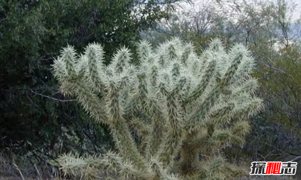 沙漠中最頑強(qiáng)的十大植物,圓桶掌能在地下存活達(dá)6年