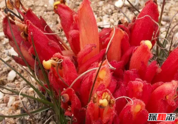沙漠中最頑強(qiáng)的十大植物,圓桶掌能在地下存活達(dá)6年