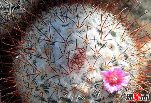 沙漠中最頑強(qiáng)的十大植物,圓桶掌能在地下存活達(dá)6年