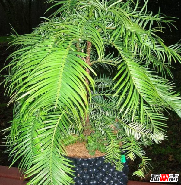 沙漠中最頑強(qiáng)的十大植物,圓桶掌能在地下存活達(dá)6年