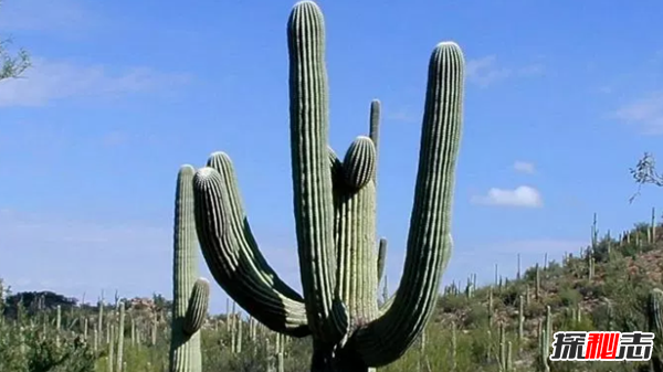 沙漠中最頑強(qiáng)的十大植物,圓桶掌能在地下存活達(dá)6年