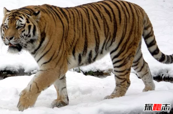 世界十大瀕危動(dòng)物之首,克羅斯河大猩猩僅200只(非法狩獵)