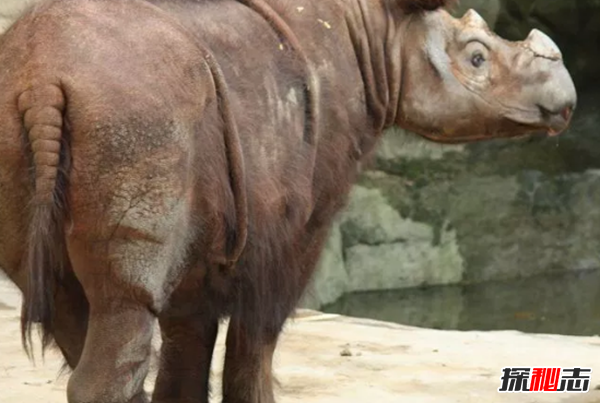 世界十大瀕危動(dòng)物之首,克羅斯河大猩猩僅200只(非法狩獵)