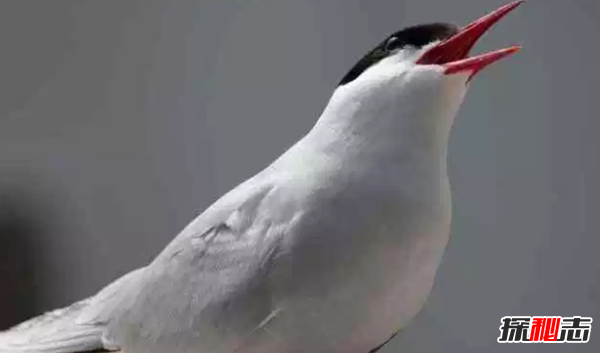 世界十大最美麗的候鳥(niǎo),蜂鳥(niǎo)是唯一能向后飛行的鳥(niǎo)