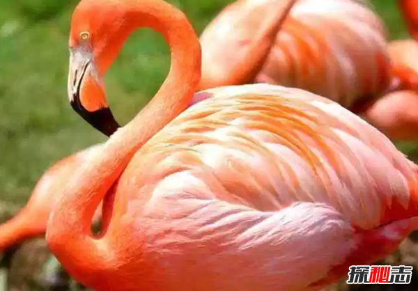 世界十大最美麗的候鳥(niǎo),蜂鳥(niǎo)是唯一能向后飛行的鳥(niǎo)