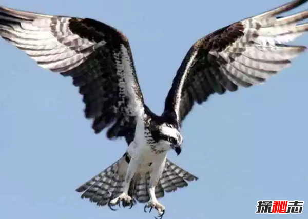 世界十大最美麗的候鳥(niǎo),蜂鳥(niǎo)是唯一能向后飛行的鳥(niǎo)