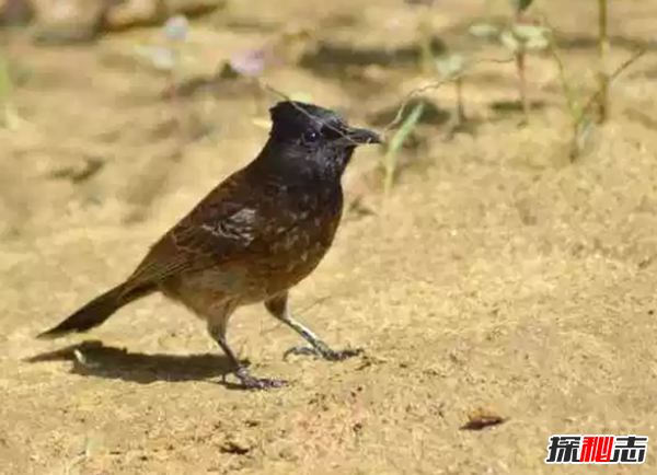 世界十大最美麗的候鳥(niǎo),蜂鳥(niǎo)是唯一能向后飛行的鳥(niǎo)