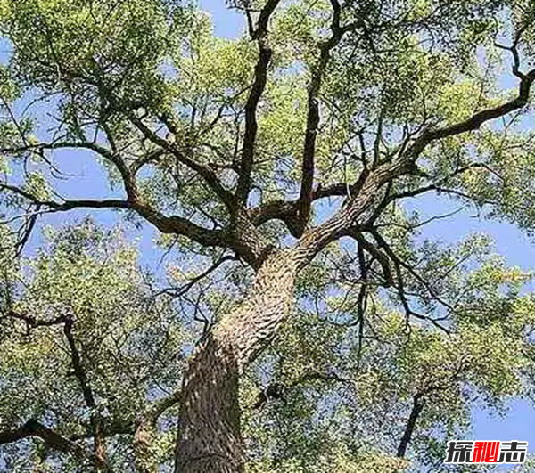 世界上生長(zhǎng)最快的植物 第五僅4個(gè)月便和地球大小一樣(四個(gè))