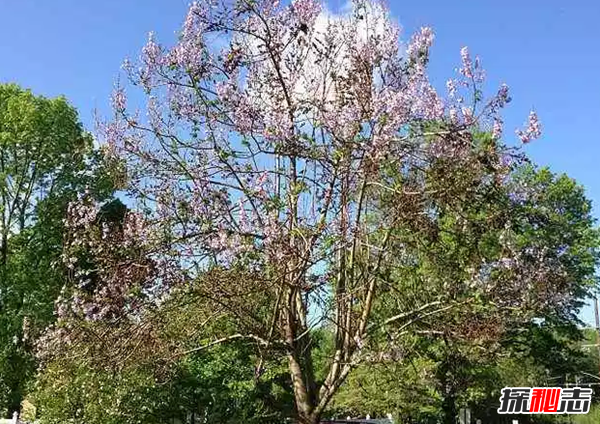 世界上生長(zhǎng)最快的植物 第五僅4個(gè)月便和地球大小一樣(四個(gè))