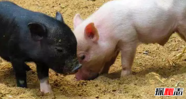 人類馴化的動物有哪些?馴化最成功的10種動物