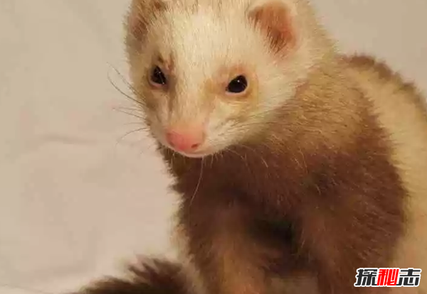 人類馴化的動物有哪些?馴化最成功的10種動物