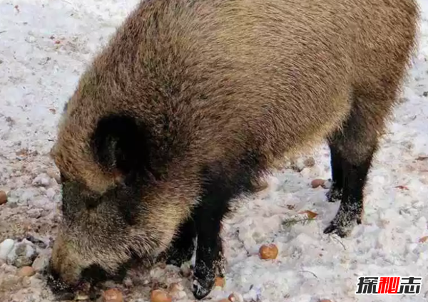 人類馴化的動物有哪些?馴化最成功的10種動物